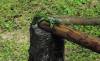 iguane