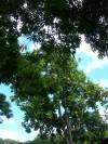 DSCN5709