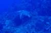 grosse tortue
